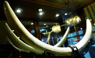 Une sculpture en ivoire dans un magasin à Hangzhou dans l'est de la Chine le 27 février 2015