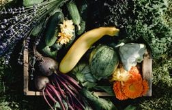 Quels sont les fruits et légumes à planter au jardin en octobre ?