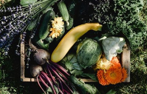 Quels sont les fruits et légumes à planter au jardin en octobre ?