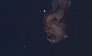 Capture d'écran vidéo MBARI d'une femelle baudroie des abysses.