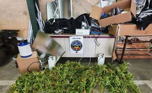 Les gendarmes ont découvert une culture de cannabis dans un logement