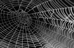 Et si après un AVC, on protégeait le cerveau avec ce… venin d’araignée ?