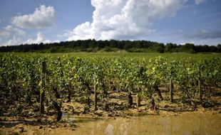 Des vignobles touchés par la grêle près de Pommard le 24 juillet 2013