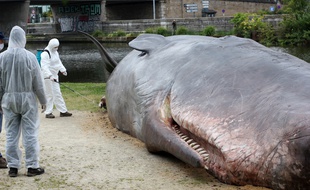 Le cachalot découvert à Serre-Ponçon ressemble fortement au faux cachalot qui avait été installé à Rennes.