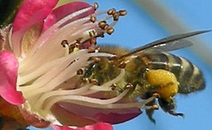 Une abeille en plein travail.