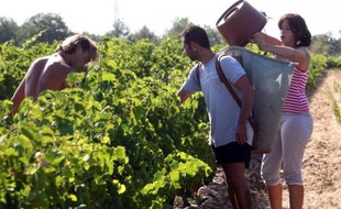 Les vendanges 2012 en France risquent d'être les plus mauvaises en volume depuis plus de vingt ans, avec une récolte de raisins "exceptionnellement basse" du fait de la météo exécrable du printemps, mais le millésime s'annonce "prometteur".