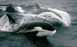 "Ca nous mange une partie de la pêche, c'est terrible!", lâche le représentant des armements de pêche de La Réunion. "Ca", c'est l'orque, redoutable prédateur des zones maritimes australes françaises. Dans ces eaux froides, comprendre ces mammifères sert tout autant la science que l'activité économique.