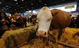 Une vache au salon de l'agriculture, à Paris, en 2011.