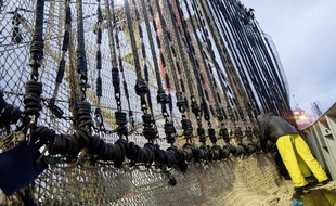 Des filets de pêche électrique, aux Pays-Bas.