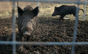 Deux cochons sauvages piégés, dans une ferme du compté de Washington, le 27 janvier 2019