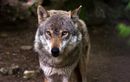 Un nouveau loup abattu en Savoie, une association monte au créneau
