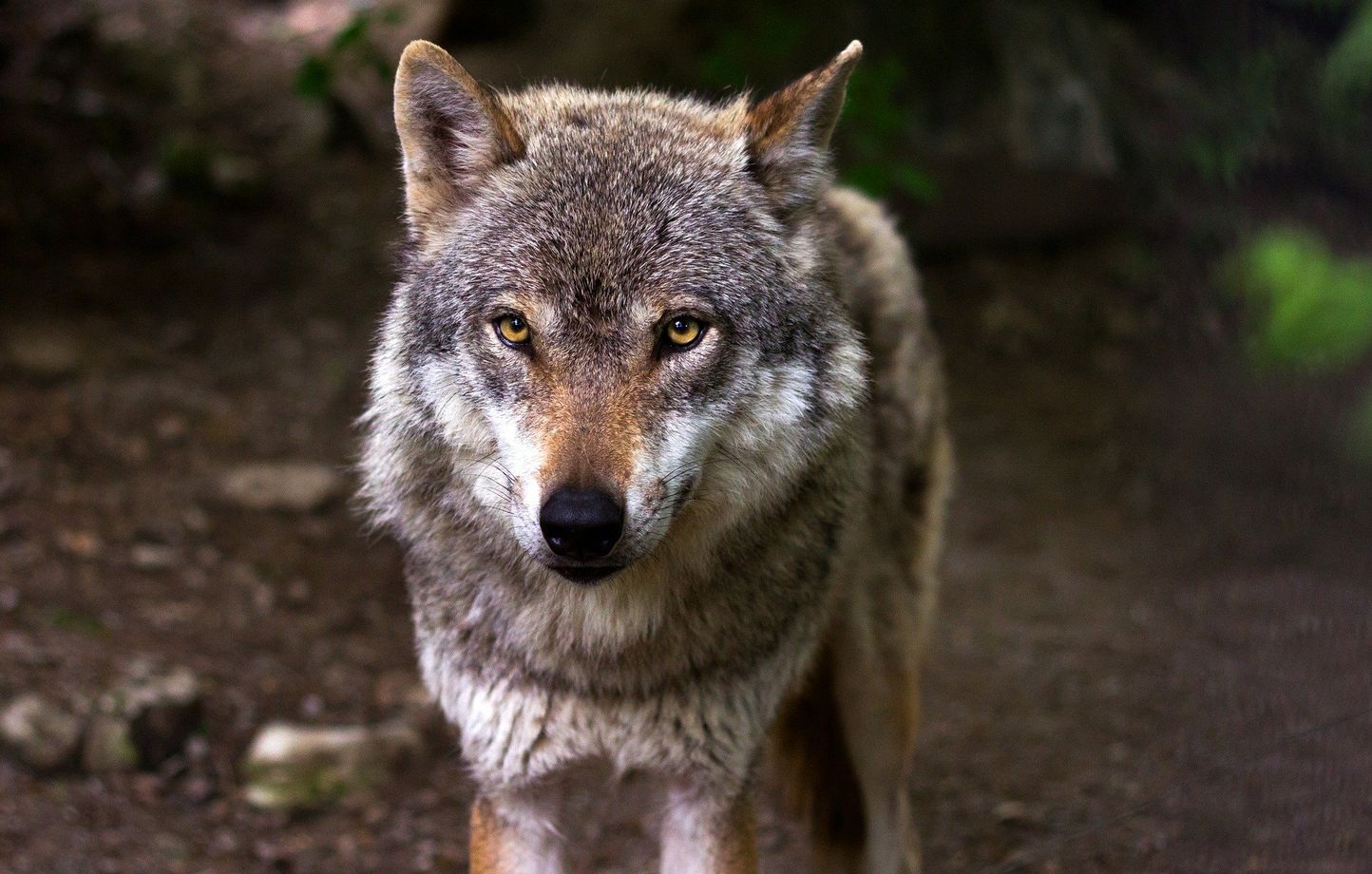 Un loup gris commun a été observé sur la commune de Ploubezre. (photo d'illustration)