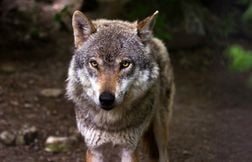 Des randonneurs filment l'attaque d'un loup sur un troupeau en Savoie