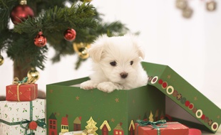 Illustration d'un bichon maltais dans une boîte à cadeau de Noël.
