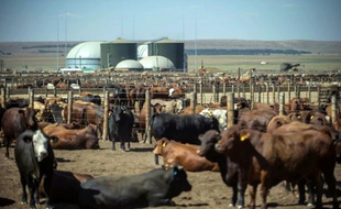 Un troupeau de vaches près d'une usine Bio2Watt à Pretoria en Afrique du Sud le 3 novembre 2015