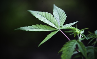 Toulouse, le 2 mai 2013. Des plans de cannabis.