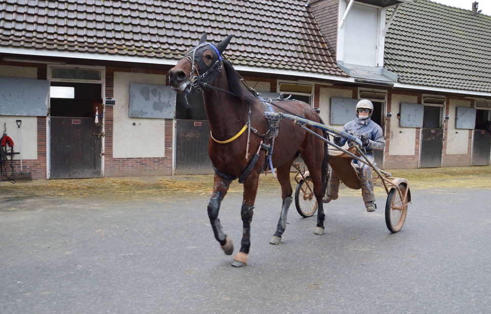 Entraîneuse de trotteurs, un métier à plein temps