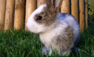 Une lapine s'en est sortie miraculeusement après avoir été jetée par la fenêtre d'une voiture. Photo illustration.