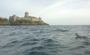 Un chevreuil perdu en mer après avoir fui des chasseurs, près de Fort-La-Latte, en octobre 2015.