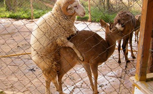 Dans un zoo chinois, un bélier et une biche se sont accouplés à plusieurs reprises.