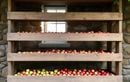 Le secret des jardiniers pour conserver leurs pommes d’août jusqu’au printemps sans perte