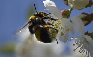 Les insecticides épandus représentent un danger pour les abeilles.