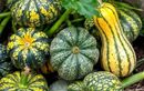 Un seul geste de nos anciens et vos courges ne pourriront plus avant maturation