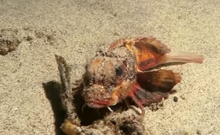 Un plongeur découvre un poisson doté de jambes pour marché dans le fond de l'eau