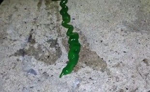 Cette masse verte a été pêché dans le port de Taïwan