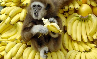 Photo d'illustration. Un singe en Corée-du-Sud, en avril 2007.