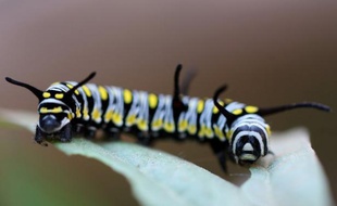 Des chenilles d'un papillon exotique originaire des tropiques ont été découvertes pour la première fois au Québec au Jardin botanique de Montréal, a annoncé lundi l'institution en faisant un lien direct avec le changement climatique.
