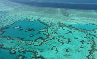 La Grande Barrière de Corail a déjà connu plusieurs épisodes de blanchissement.