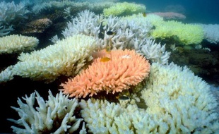 L'Australie affirme dimanche avoir accompli des progrès "substantiels" dans la protection de la Grande barrière de corail, menacée d'être placée par l'Unesco sur la liste des sites du patrimoine mondial en danger.