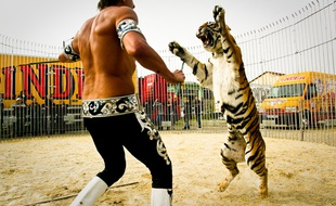 Frédéric Edelstein, dresseur de fauves du cirque Pinder "joue" avec un tigre au cirque Pinder, Lyon, le 9 avril 2012. CYRIL VILLEMAIN/20 MINUTES