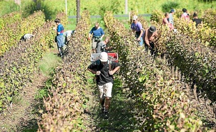 Vendanges chez château Guiraud (Sauternes), le 17 octobre 2013