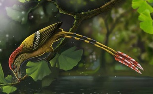 Les chercheurs viennent le 2 juin 2015, de percer le mystère d'un oiseau âgé de 115 million d'années, fossilisé avec ses plumes et en trois dimensions découvert en 2011 au Brésil