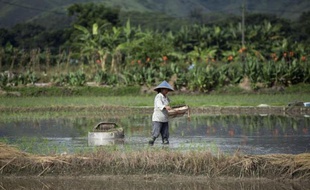 Un paysan cultive du riz, près de Hong Kong, dans les Nouveaux territoires, région autonome sous administration chinoise, le 6 août 2014