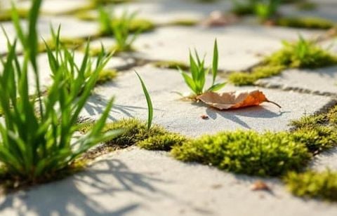 Ne laissez plus les mauvaises herbes envahir votre terrasse : 3 astuces naturelles et efficaces à faire d’urgence avant l’automne