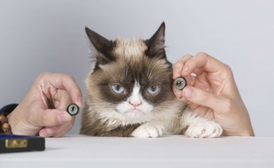 Grumpy Cat lors d'une séance pour la création de son double chez Madame Tussauds, à San Francisco, le 27 août 2015.