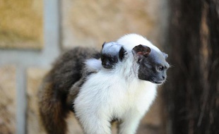 Deux tamarins bicolores sont nés depuis le début du mois d'avril 2011 au parc zoologique de Lyon.