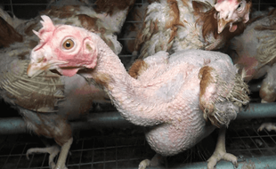 Les poules sont souvent déplumées dans cette élevage.