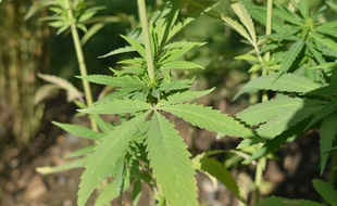 Une plantation de cannabis (illustration)
