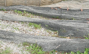 Les cabanes de Pérols.
