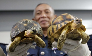 Les douanes malaisiennes ont annoncé lundi 15 mai 2017 avoir déjoué une tentative pour faire rentrer en Malaisie en provenance de Madagascar les tortues les plus menacées du monde.