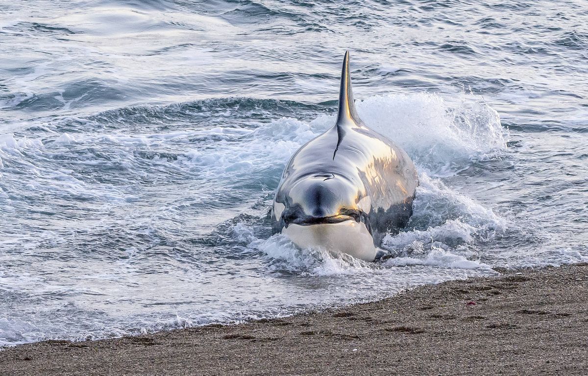 Pays basque : Des orques attaquent un voilier de plaisance, un « assaut » rare
