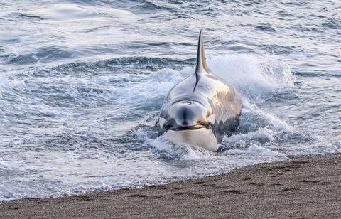 Des orques attaquent un voilier au large du Pays basque, un « assaut » rare