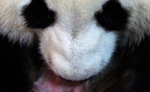 Une femelle panda géant, qui avait déjà donné naissance à des jumeaux il y a trois ans au zoo de Madrid, a mis au monde un autre bébé vendredi, a annoncé le zoo.