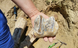 Fossiles d'un ancêtre de l'éléphant retrouvés en Roumanie.