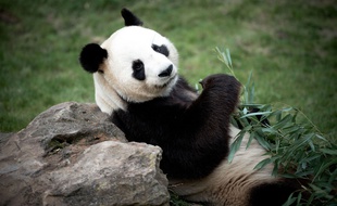 Les pandas de Beauval sont arrivés en janvier 2012 dans le parc du Loir-et-Cher.