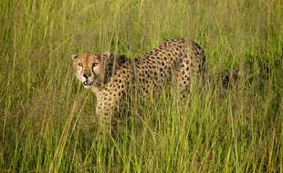 Illustration d'un léopard au Kenya.